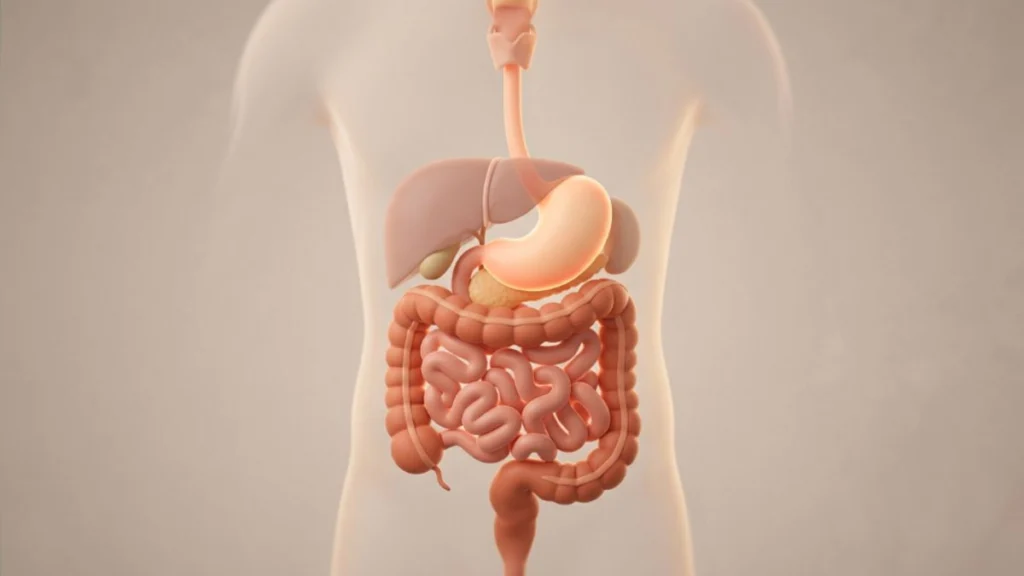 diagram of how digestion changes after age 50